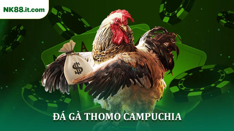 Đá Gà Thomo Campuchia Trải Nghiệm Hơn 550 Trận Đầy Kịch Tính