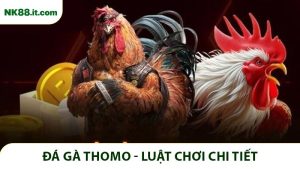 Đá gà Thomo - Luật chơi chi tiết và bí kíp thắng lớn tại NK88