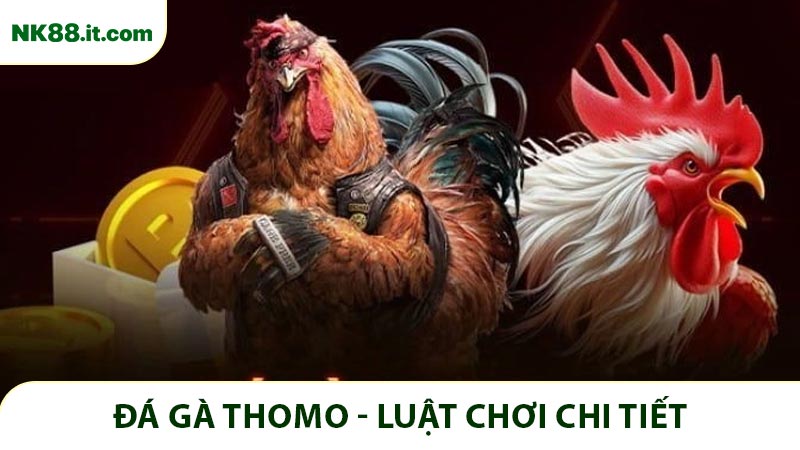 Đá gà Thomo - Luật chơi chi tiết và bí kíp thắng lớn tại NK88
