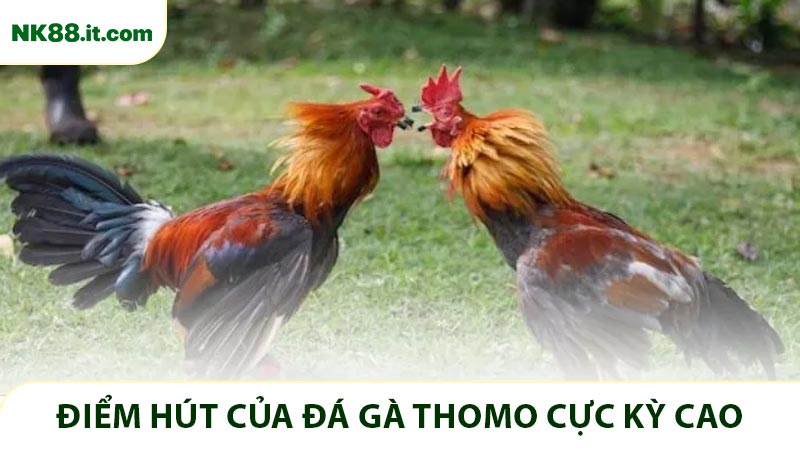 Điểm hút của đá gà Thomo cực kỳ cao